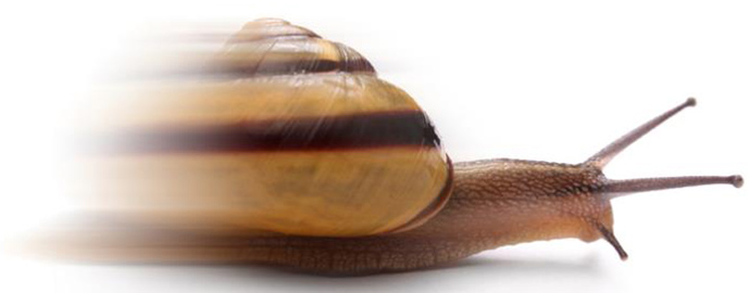 ویزای شینگن فوری